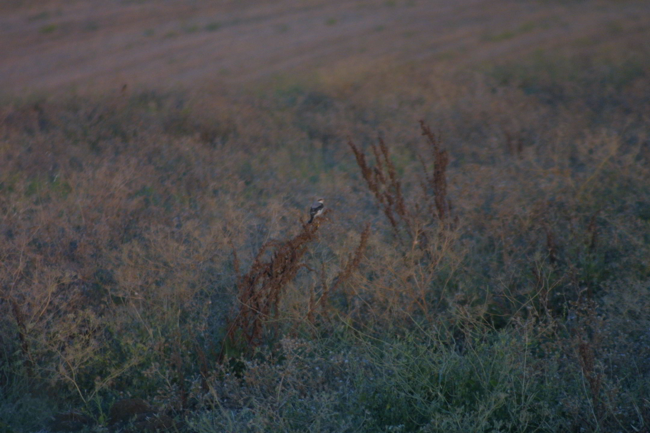 Averla cenerina chiedo conferma